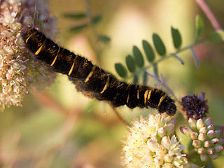 Image showing Fox Moth larvae