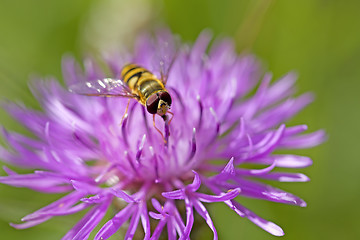 Image showing Hoverfly on knapweed