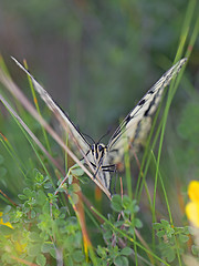 Image showing swallowtail butterfly