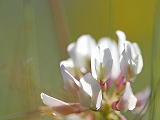 Image showing White Clover