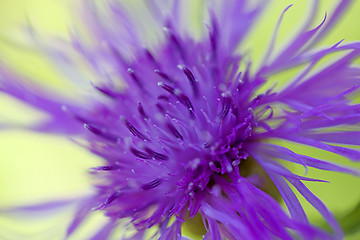 Image showing Brown ray knapweed