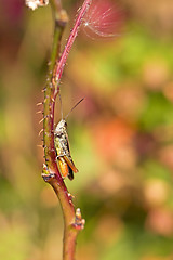 Image showing Grasshopper on a straw