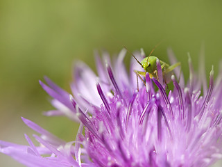 Image showing Bush-Cricket on Knapweed