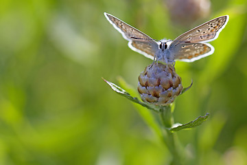 Image showing Common blue butterfly