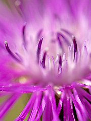 Image showing Brown ray knapweed