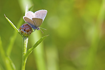 Image showing Common blue butterfly