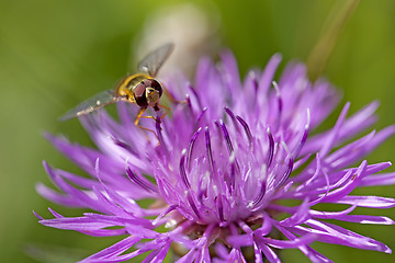 Image showing Hoverfly on knapweed