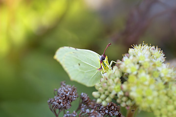 Image showing Common Brimstone