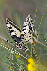 Image showing swallowtail butterfly