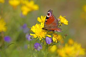 Image showing European peacock butterfly