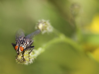 Image showing Fly in the meadow