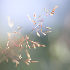 Image showing Red Straw