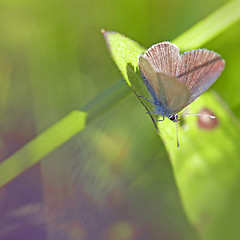 Image showing Common blue butterfly