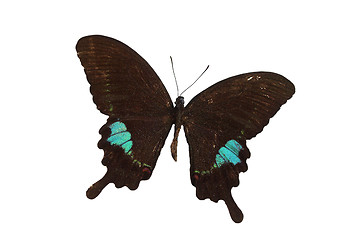 Image showing The Blue Butterfly