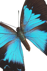 Image showing The Blue Butterfly