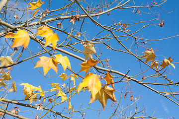 Image showing Tree branches with yellow autumn leaves