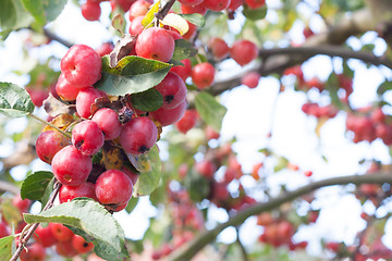Image showing Red autumn berries