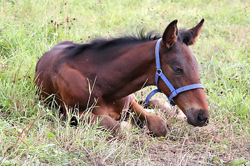 Image showing Little foal resting on grass.