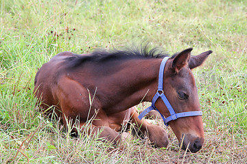 Image showing Little foal resting on grass.