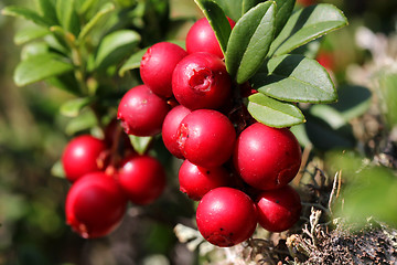 Image showing Cowberries (Vaccinium vitis-idaea)