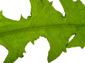 Image showing macro dandelion leaf