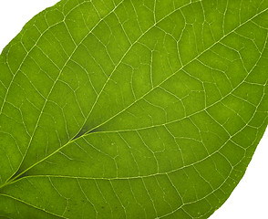 Image showing green macro leaf