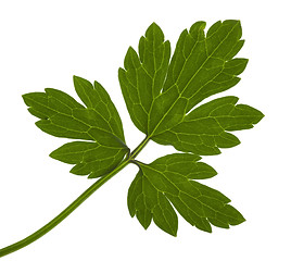 Image showing jagged leaf