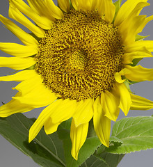 Image showing sunflower in grey back