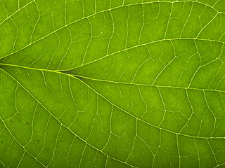 Image showing green macro leaf