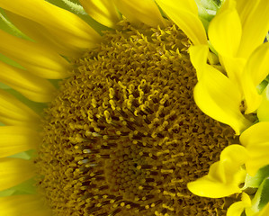 Image showing sunflower detail