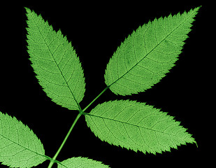 Image showing jagged leaf
