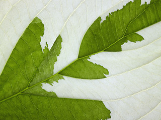 Image showing eroded leaf detail