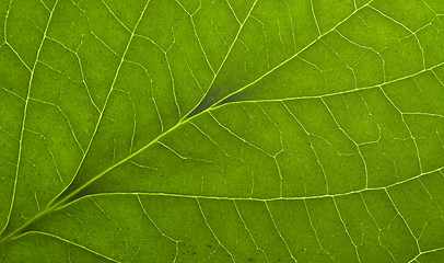 Image showing green macro leaf