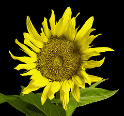 Image showing sunflower in black back