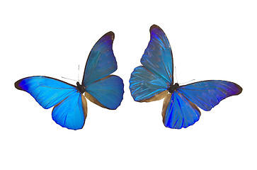 Image showing Two Blue Butterflies