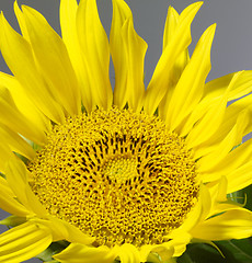 Image showing sunflower in grey back