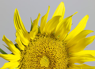 Image showing sunflower in grey back