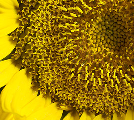 Image showing sunflower detail