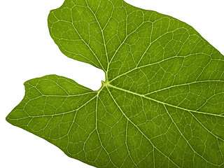 Image showing green macro leaf