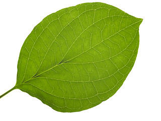 Image showing translucent leaf