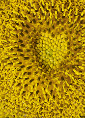 Image showing sunflower detail