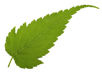 Image showing jagged leaf