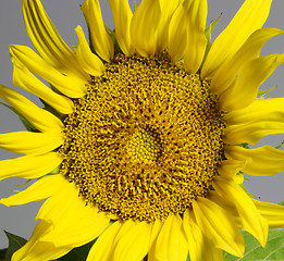 Image showing sunflower in grey back