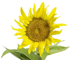 Image showing sunflower in white back