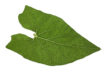 Image showing translucent leaf