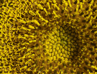 Image showing sunflower detail