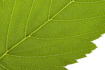 Image showing green macro leaf