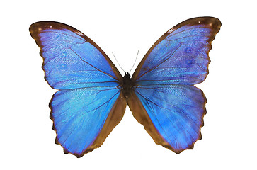 Image showing The Blue Butterfly