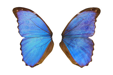 Image showing Fairy Wings