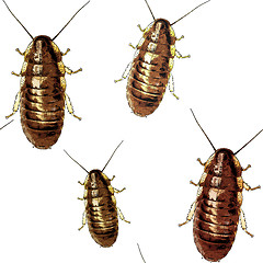 Image showing Cockroaches texture